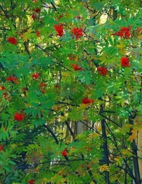 5.-Горобина 5.-Горобина