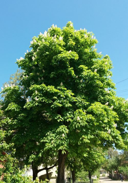 7.-Каштан 7.-Каштан