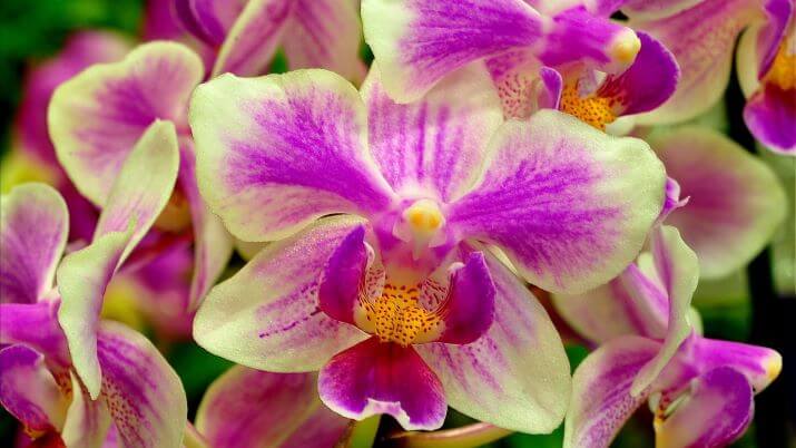 Мої орхідеї неповторимі квіти
