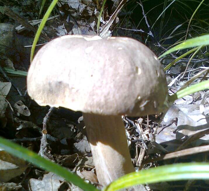 Їстівний білий гриб 