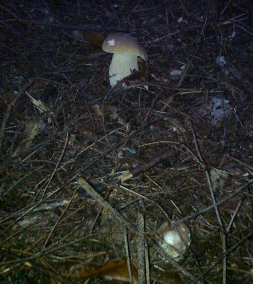 Пошук грибів на світанку