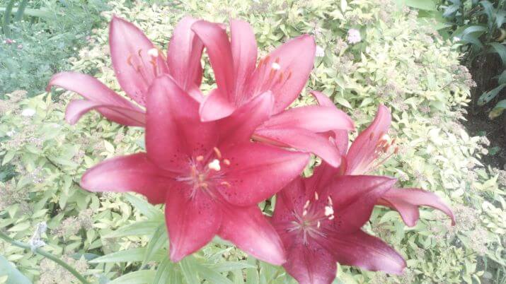 Квіти червоної лілії