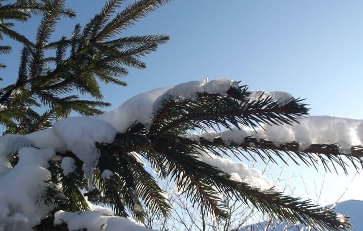 Зимова гілка ялинки під снігом 