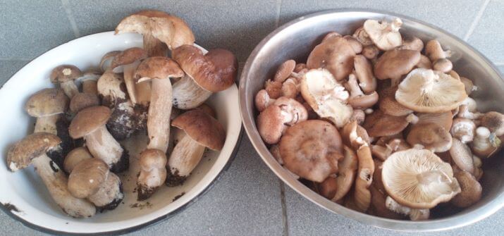 Білі гриби та опеньки - одні з  12 страв на Святвечір.